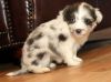 Adorable Aussie Doodle puppies For Sale