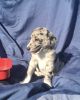 Snickers-Aussiedoodle