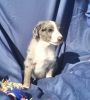 Stewy-Aussiedoodle puppy