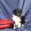 Samson-Aussiedoodle puppy