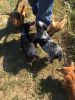 Blue heeler/Aussie puppies