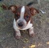 AUZZIE~10 WEEK OLD MALE PUPPY FOR SALE