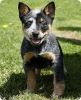 Australian Cattle Dog Puppies For Sale $500