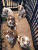 Australian Shepard Puppies 3 Merle' 2 Tri's