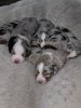 ASDR Standard Australian Shepherd Puppies for sale