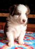 Sam-. Red Tri Blue Eyed Aussie Pup