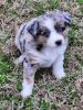 Australian Shepard Merle puppy
