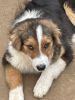 Aussie puppies for sale At Great Price