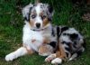 Purebred Australian Shepherd Puppies available