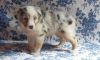 Blue Merle Australian Shephered Pups Available
