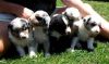 Australian Shepherd puppies nready