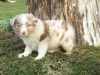 Stunning Australian Shepherd Puppies For Sale