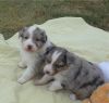Betsy - Australian Shepherd Puppy For Sale