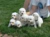 2 Bichon Frise puppies for adoption.