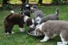 Australian Shepherd Puppies.