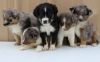 Miniature Australian Shepherd Puppies for Sale