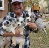 Australian puppies for sale