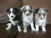 Australian shepherd puppies Available