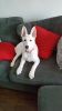 Beautiful 7 Month Old White Alsatian Puppy ready for sale