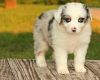 Aussie puppies Full Registered/registerable A.K.C papers,
