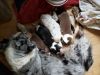 AKC Australian Shepherd Puppies