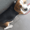 4 months Beagle to sell