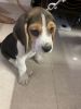 Beagle looking for new house