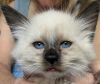 Pure Breed Male & Female Balinese Kittens