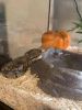 6month ball python and enclosure and heating lamp\pad included