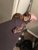 Ball python with tank and accessories