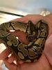 2 year old ball python for sale