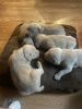 American bandogge puppies for sale