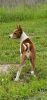 Basenji Puppies