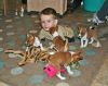 Basenji Puppies Available