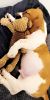 Lovable basset hound for sale $1100 obo
