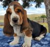 Very cute Basset Hound Puppy for sale