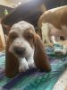 5 AKC registered Bassett Hound Puppies