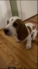 Basset hound pup