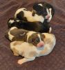 AKC Basset Hound puppies