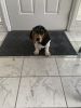 Bassett hound/beagle mix for sale