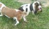 Male & female bonded 2 year old dogs. Bassett hounds that do still bre