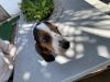 Basset hound pup