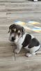Basset hound/ Shar pei puppy
