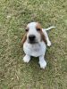 “Sofia” Bassett hound pup
