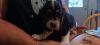 Bassett hound puppies for sale