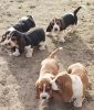 Purebred basset hound puppies for sale