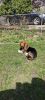 Adorable One Year Old Basset Hound Male for Sale!