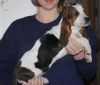 10 wks Basset Hound Puppies For Sale