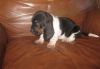 Basset Hound puppies for sale