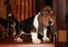 Brilliant Basset Hound puppies for sell here.